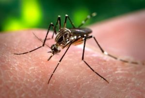 The Zika Virus and What you should know.